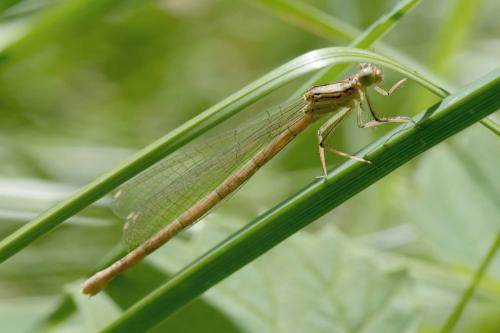 Platycnemis pennipes