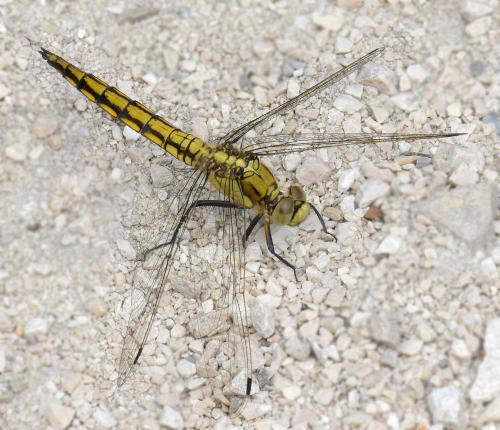 Réf. 187 682 : Orthetrum cancellatum