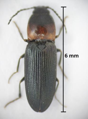 Cardiophorus ruficollis