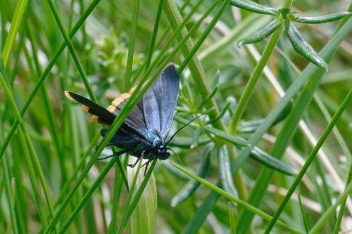 Réf. 187 922 : Catastia marginea