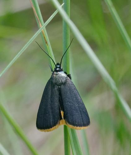 Catastia marginea