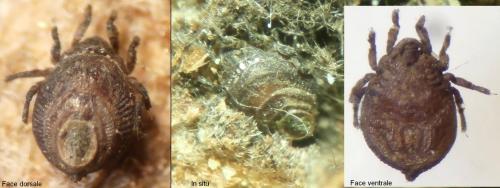 Réf. 187 864 : Platyliodes scaliger