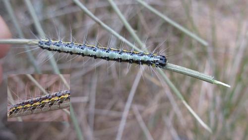 Uresiphita gilvata
