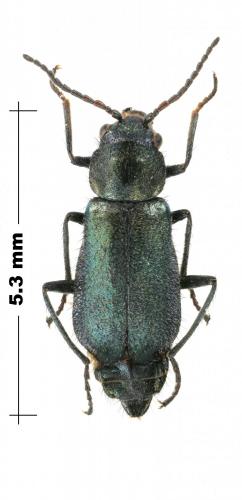 Clanoptilus affinis