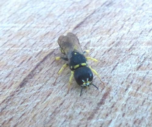 Lestica clypeata