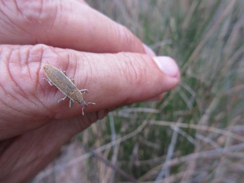 Lixus sp.