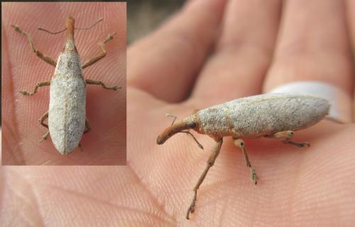 Lixus sp.