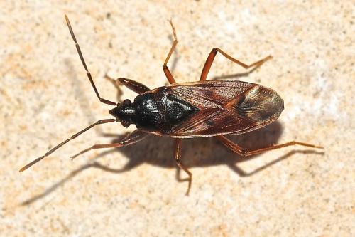 Réf. 187 844 : Eremocoris fenestratus