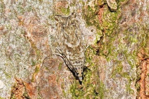 Réf. 187 690 : Epinotia sp.