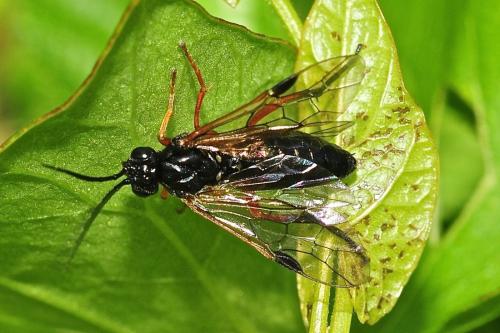 Euura (caeruleocarpa-vicina)