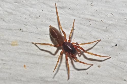 Harpactea hombergi