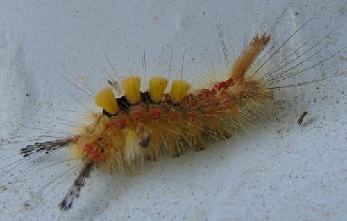 Orgyia antiqua