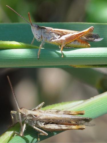 Chorthippus sp.
