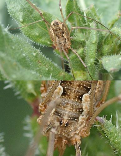 Phalangium opilio