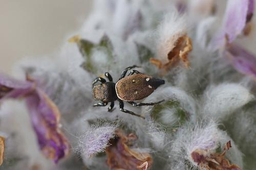 Réf. 187 938 : Heliophanus kochii