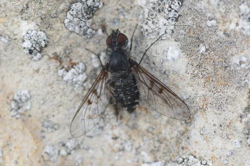 Anthrax binotatus