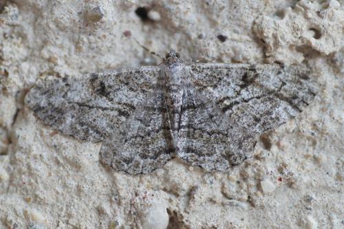 Réf. 187 252 : Peribatodes rhomboidaria