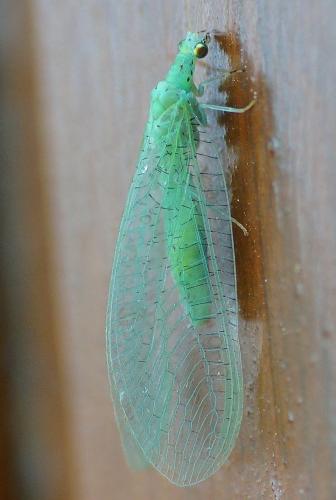 Apertochrysa prasina