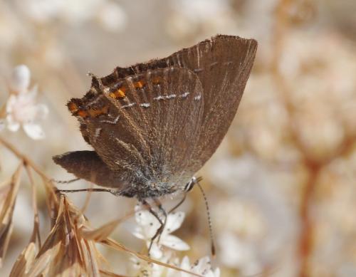 Réf. 187 838 : Satyrium ilicis