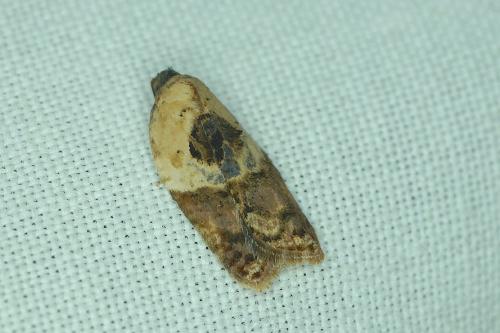 Réf. 187 003 : Acleris variegana