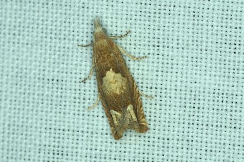 Réf. 187 129 : Eucosma conterminana