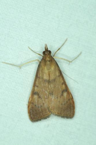 Uresiphita gilvata