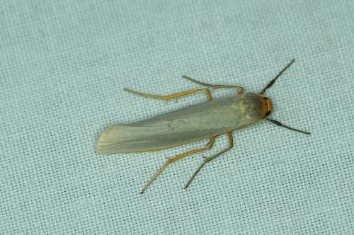 Réf. 187 048 : Eilema sp.