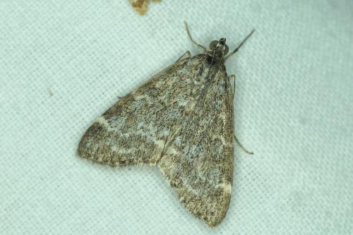Réf. 187 644 : Evergestis sophialis
