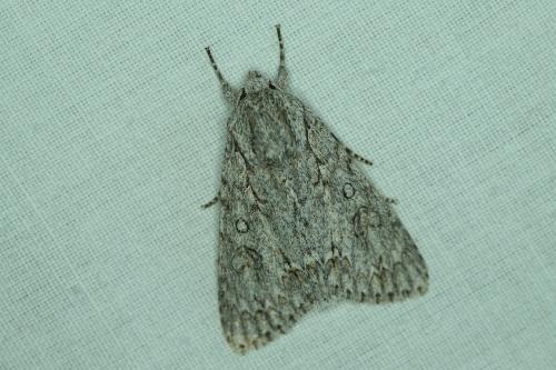 Réf. 187 341 : Acronicta aceris