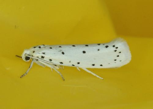 Yponomeuta sp.