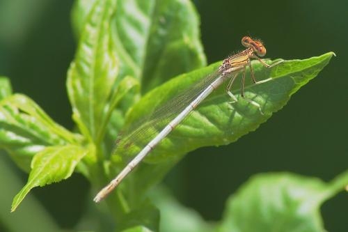 Platycnemis latipes