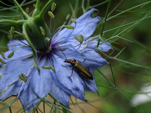 Oedemera flavipes