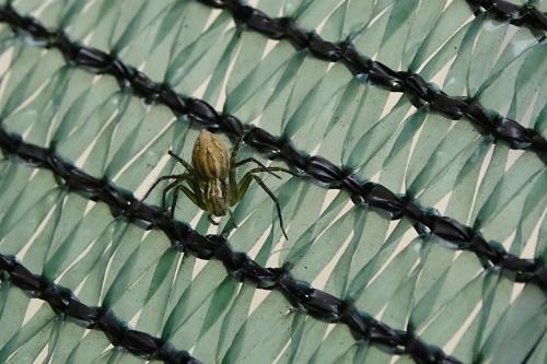 Oxyopes nigripalpis
