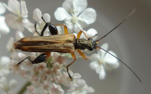 Oedemera podagrariae