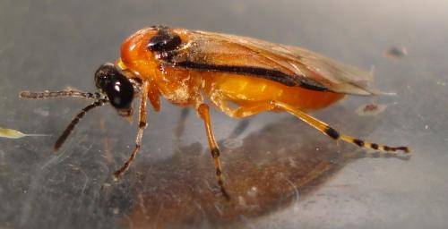 Réf. 187 245 : Athalia rosae