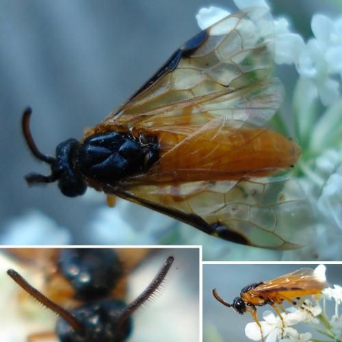 Arge ochropus