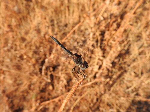 Selysiothemis nigra