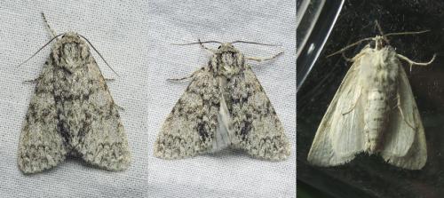 Réf. 187 622 : Subacronicta megacephala