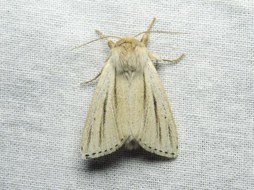 Réf. 187 458 : Simyra albovenosa