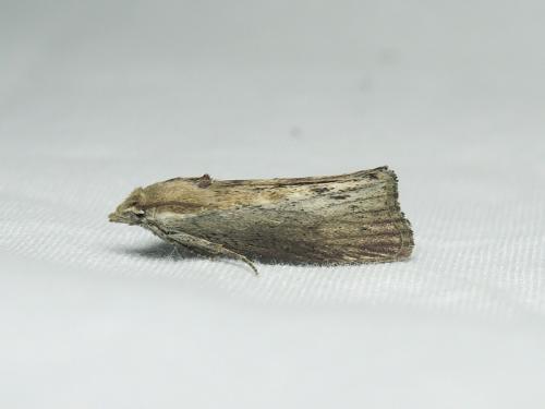 Galleria mellonella