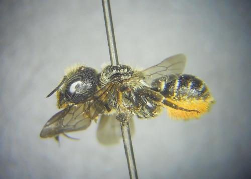 Osmia anceyi