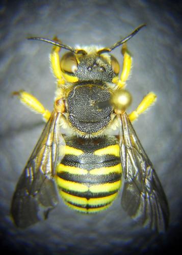 Icteranthidium grohmanni