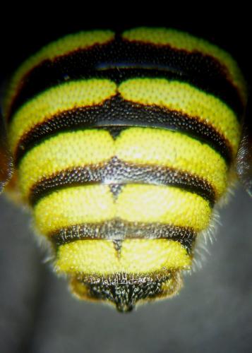 Icteranthidium grohmanni