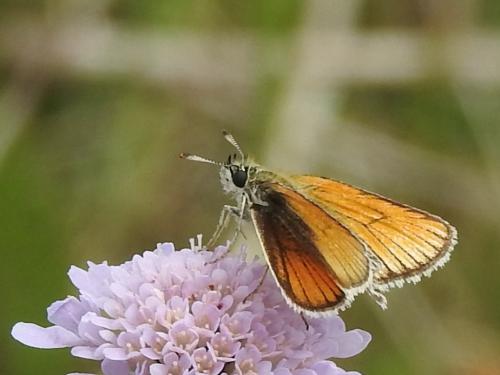 Thymelicus (sylvestris)