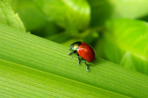 Réf. 187 086 : Chrysolina polita