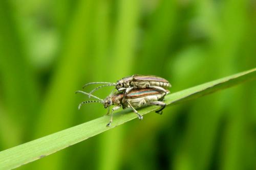 Réf. 187 079 : Donacia marginata