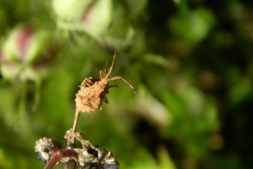 Coreus marginatus
