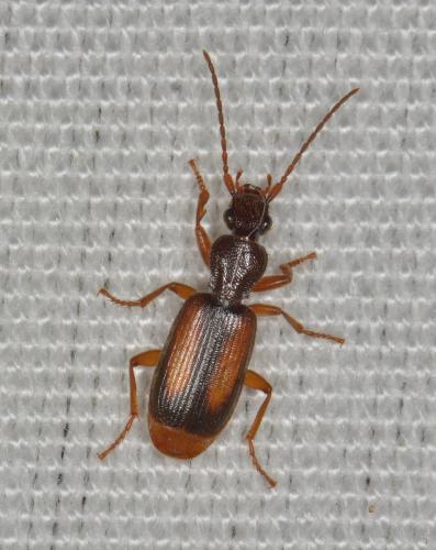 Réf. 187 745 : Polistichus connexus