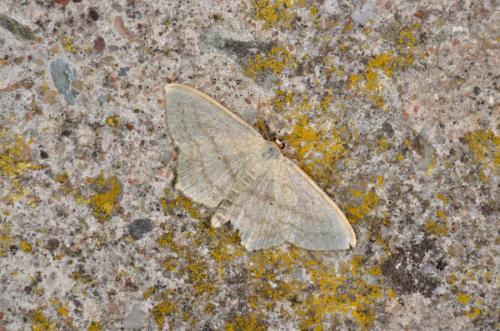 Réf. 187 150 : Scopula nigropunctata