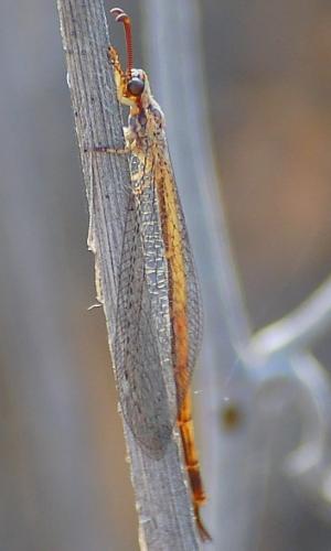 Réf. 187 664 : Macronemurus appendiculatus